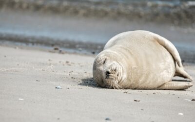 Immobilien auf Norderney kaufen